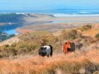 Chanslor Ranching