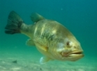 LINK TO CHANSLOR FISHING